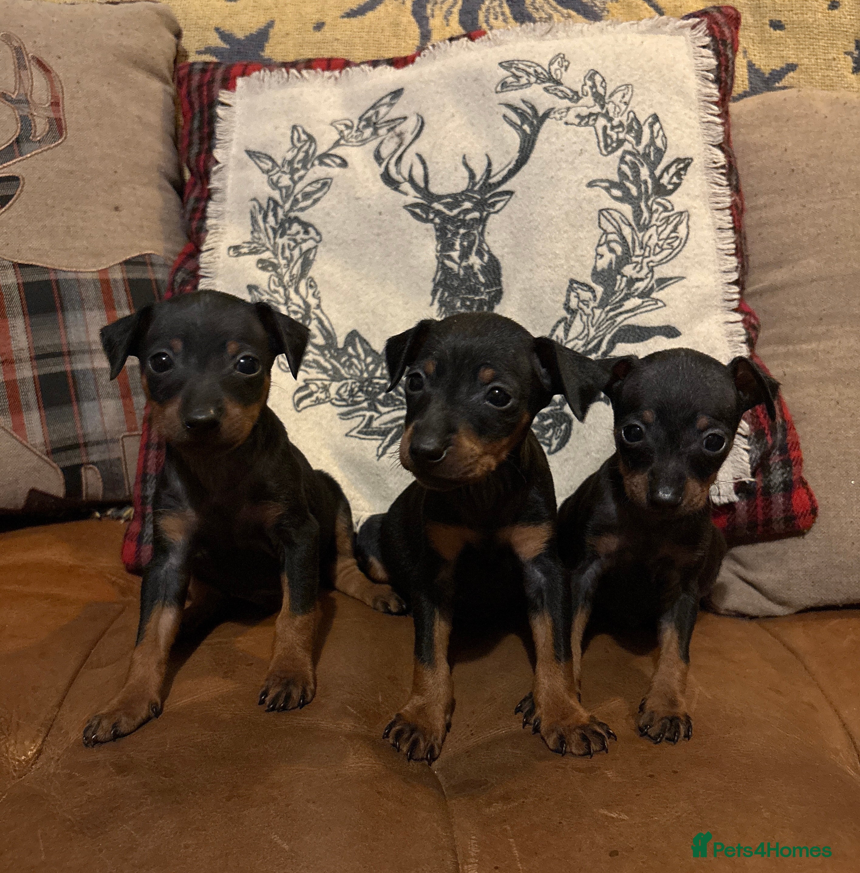 Miniature Pinscher dogs Beautiful miniature Pinscher puppies  - Advert 1