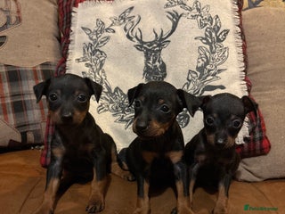 Miniature Pinscher dogs Beautiful miniature Pinscher puppies - Advert 3