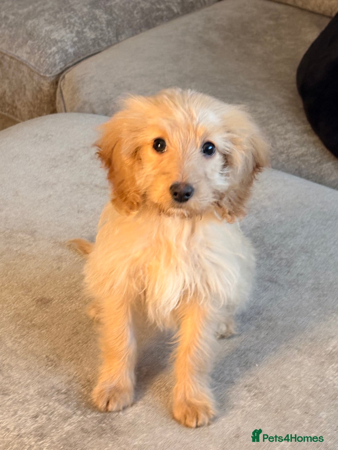 Cockapoo dogs for sale: Small cockapoo girl willow  - Advert 1