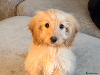 Cockapoo dogs Small cockapoo girl willow - Advert 17