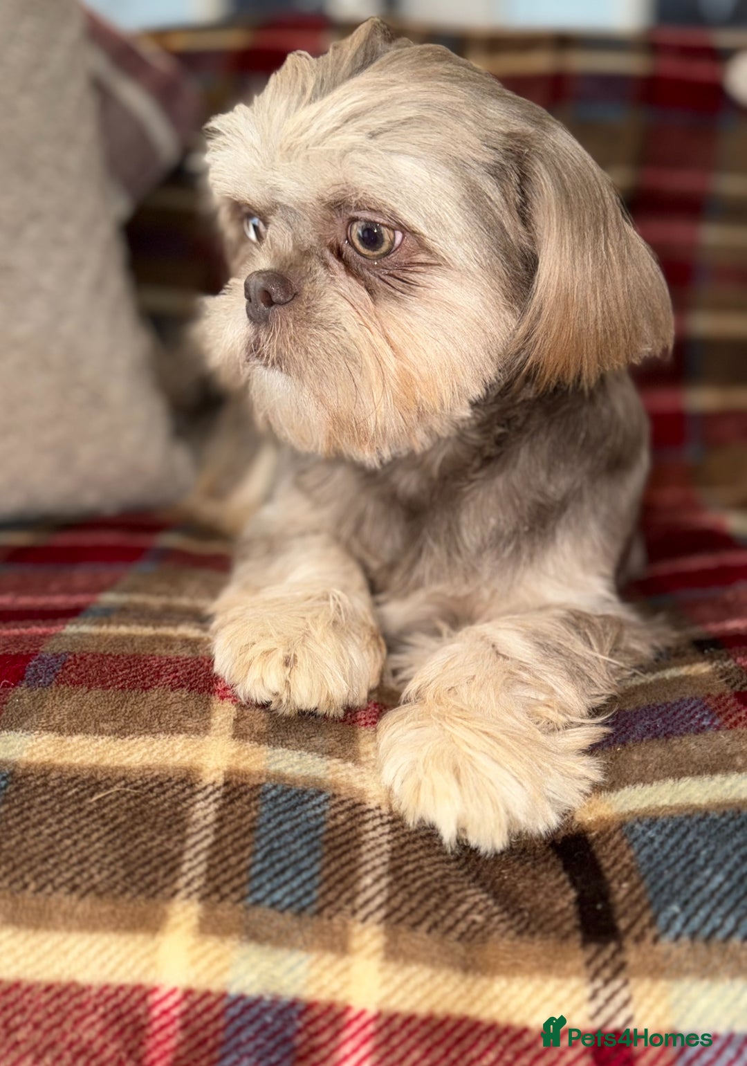 Shih Tzu dogs for sale: 💙🩷Two stunning KC registered Shih Tzus💙🩷 - Image 4