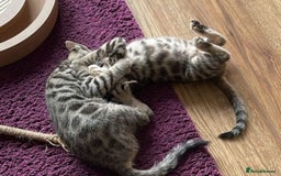 Mixed Breed cats for sale: Cross kittens ready to leave - Image 3