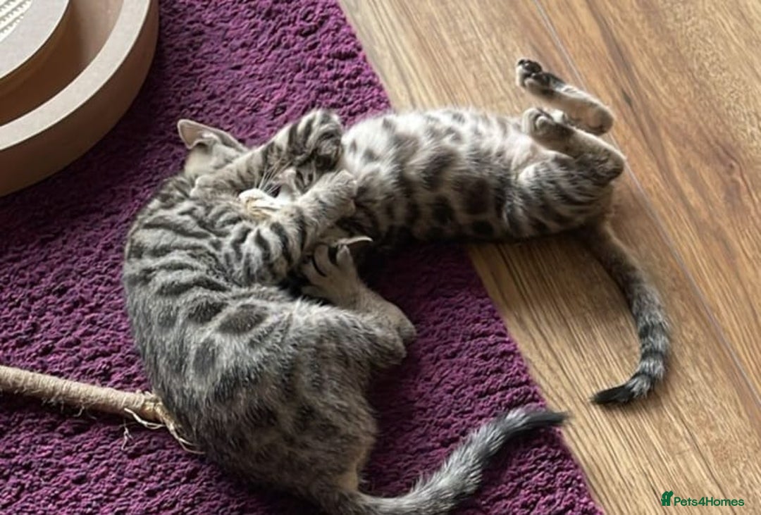 Mixed Breed cats for sale: Cross kittens ready to leave - Image 3