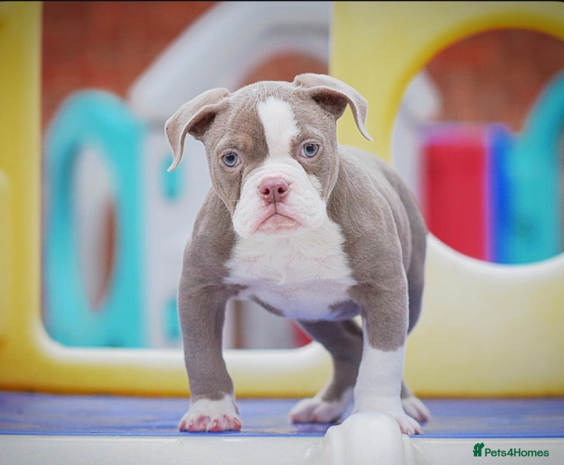 Old Tyme Bulldog dogs 5⭐️RATED COUNCIL APPROVED💥LICENSED 23 YEAR EXPERT - Advert 2