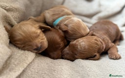 Cockapoo dogs for sale: 2 weeks old cockapoos  - Image 22