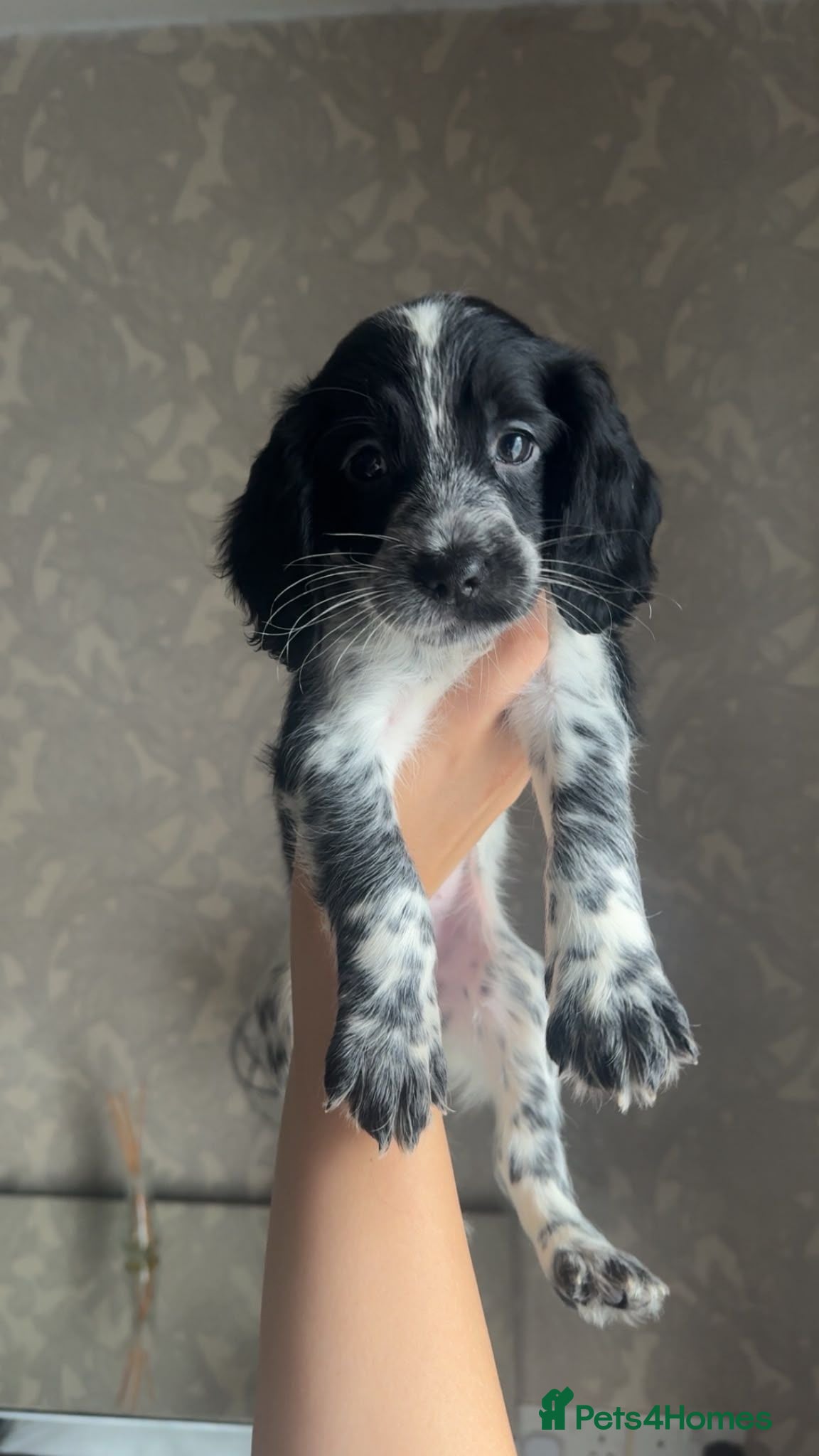 Sprocker dogs 7 beautiful sprocker spanials - Advert 12