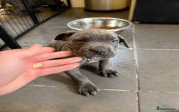 Cane Corso dogs for sale: Blue Cane Corso Puppies - Image 2