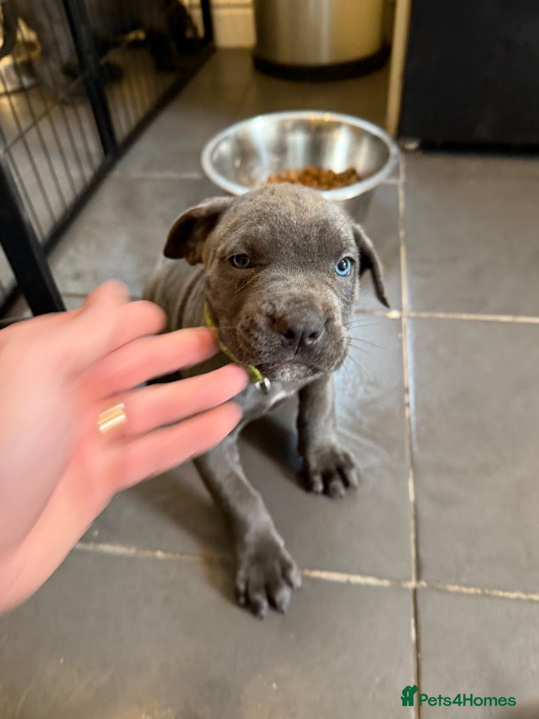 Cane Corso dogs for sale: Blue Cane Corso Puppies - Image 2