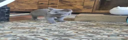 Russian Blue cats for sale: Beautiful Russian Blue kittens - Advert 6