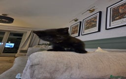 Domestic Shorthair cats for sale: 2 stunning kittens - Advert 4