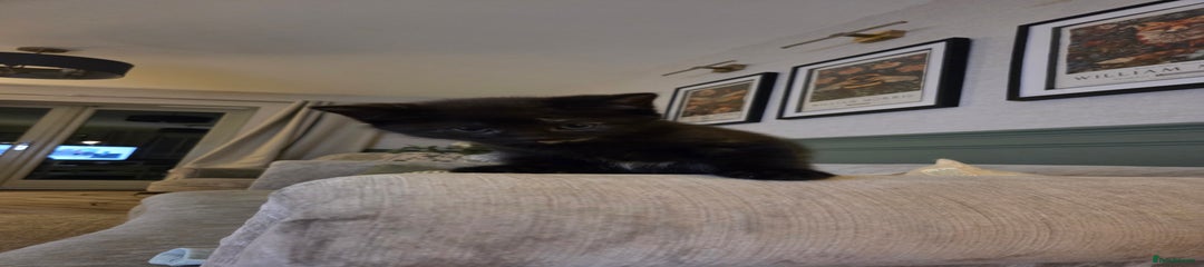 Domestic Shorthair Kitten 2