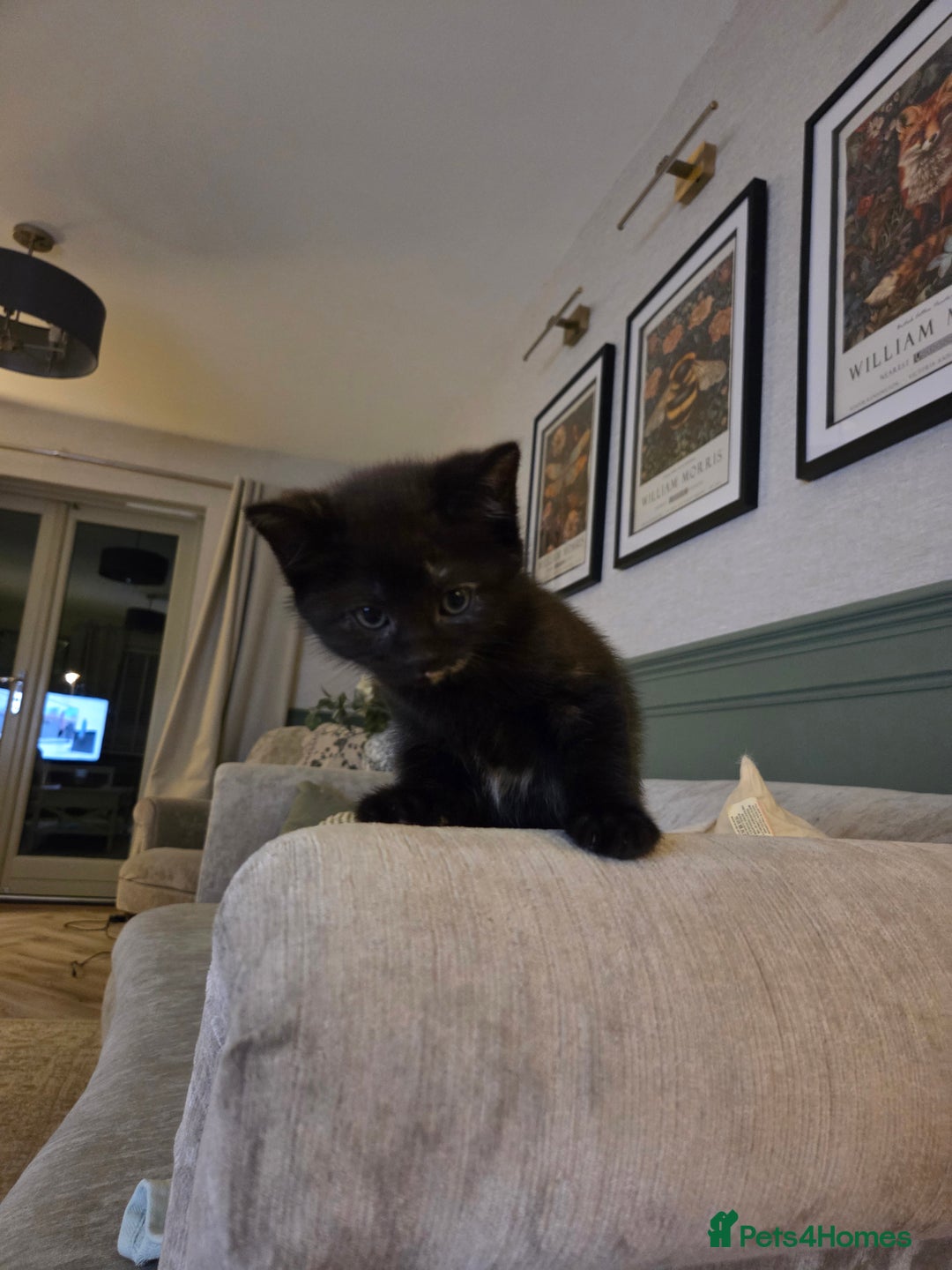 Domestic Shorthair cats for sale: 2 stunning kittens - Advert 4