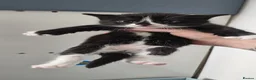Domestic Shorthair cats for sale: 3 Beautiful female kittens  - Advert 2