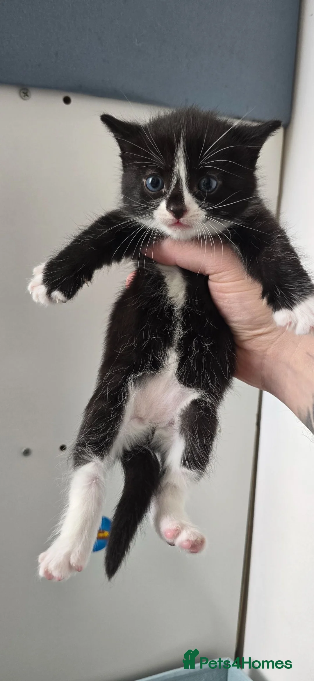 Domestic Shorthair cats for sale: 3 Beautiful female kittens  - Advert 2