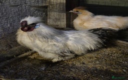 Hens poultry for sale: Silkie Cockerels - Image 4