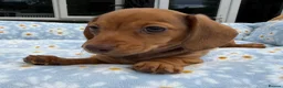 Miniature Dachshund dogs for sale: Miniature dachshund puppies 🐶 READY NOW - Advert 21
