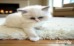 Ragdoll cats for sale: Gorgeous Fluffy Ragdoll Kittens  - Advert 9