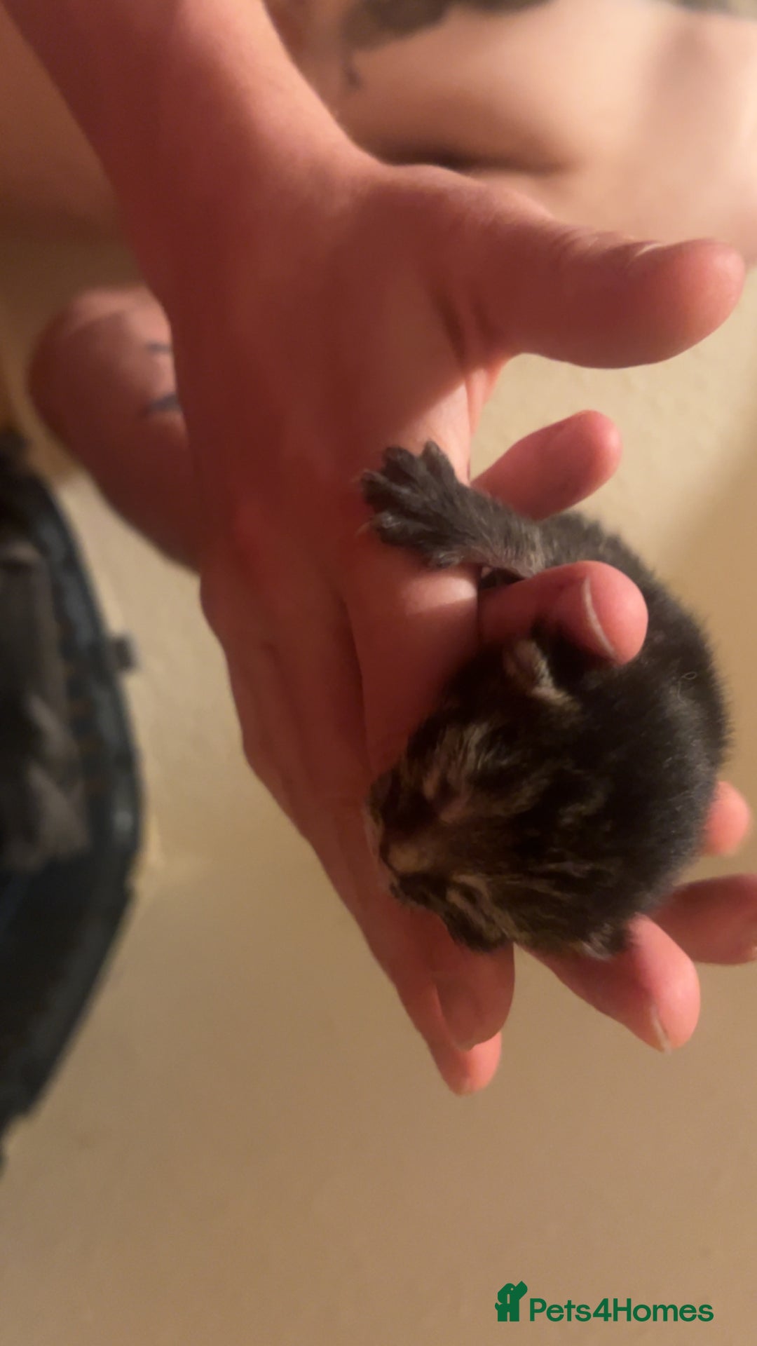 Mixed Breed cats for sale: Black Tabby kittens - Image 16
