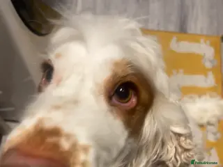 Cocker Spaniel dogs Show Cocker Spaniel - Advert 1