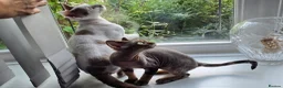 Devon Rex cats for sale: READY NOW Super loving Devon Rex - Advert 18