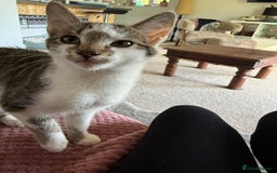 Mixed Breed cats for sale: 2 Babies Left! Waiting For Their Forever Home - Image 1