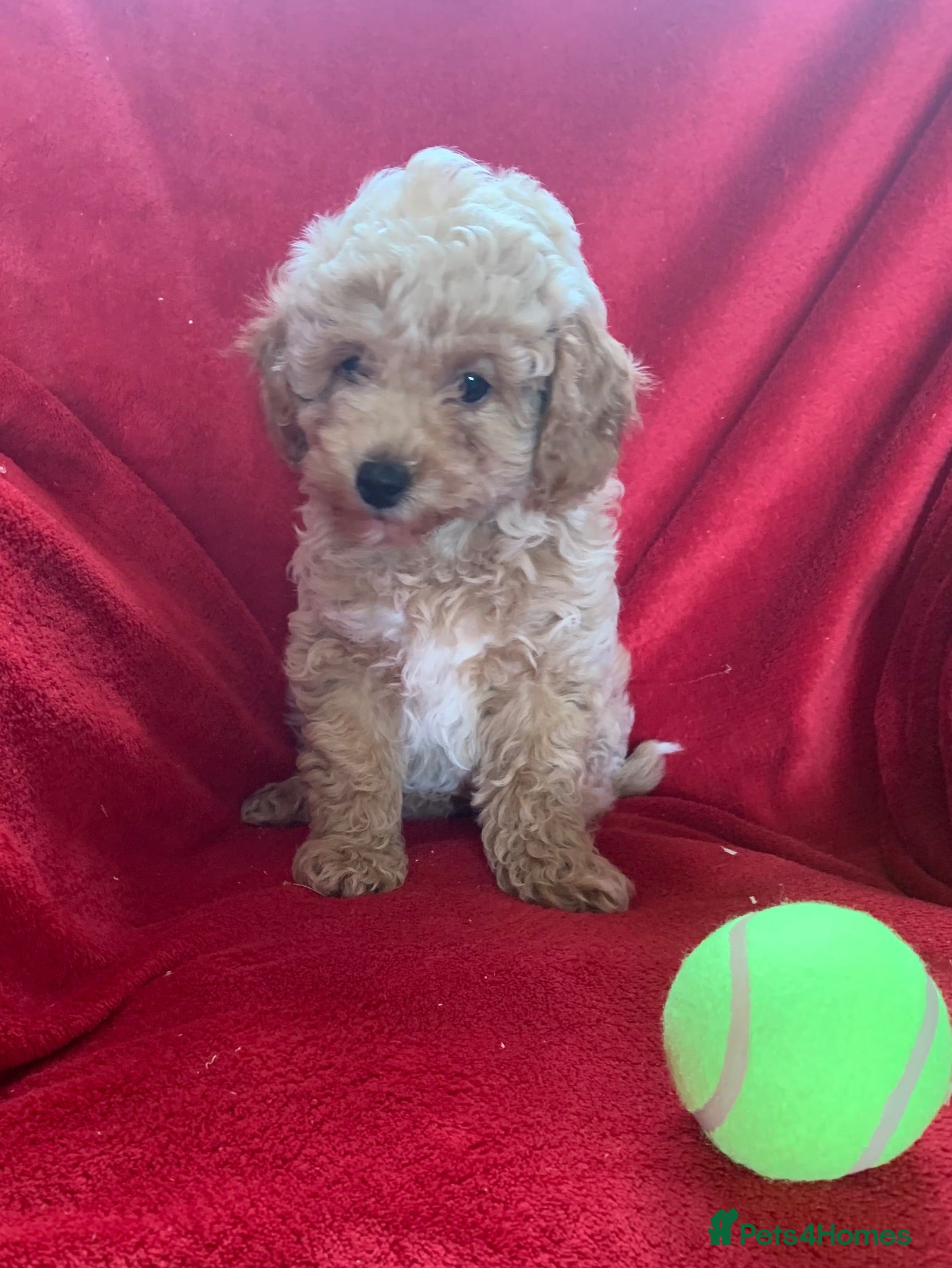 Poochon dogs Outstanding Poochon puppies  - Advert 2