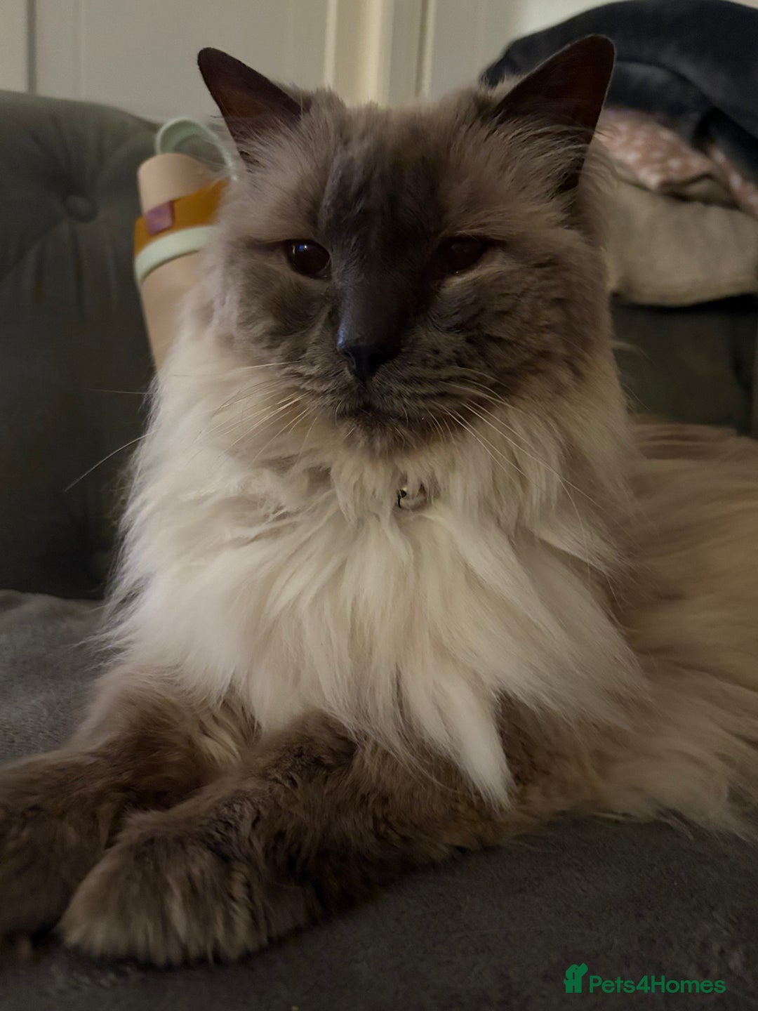 Ragdoll cats for sale: Billy The Ragdoll - Image 1
