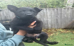 German Shepherd dogs for sale: German Shepherd Puppies - exceptional bloodline  - Image 10