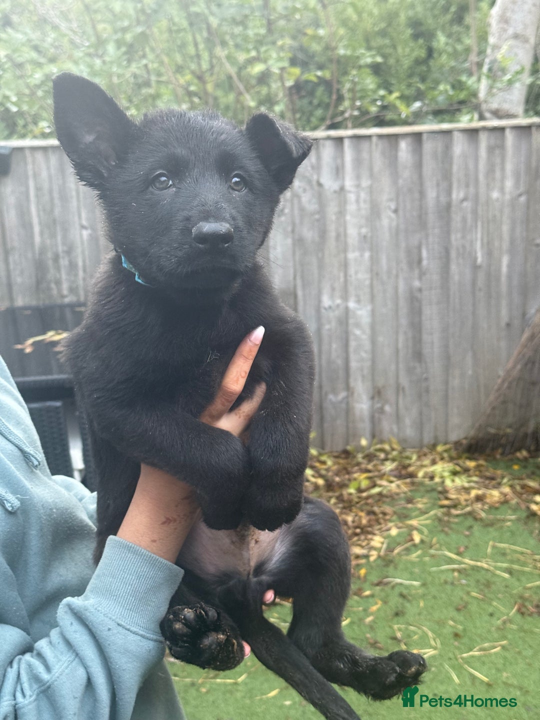 German Shepherd dogs for sale: German Shepherd Puppies - exceptional bloodline  - Image 10