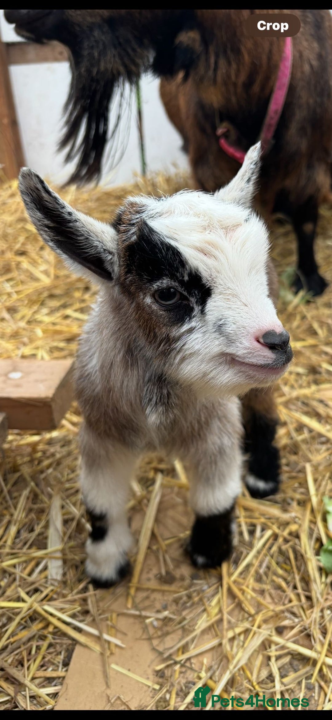 Goats livestock for sale: Small male and female pygmy goats - Advert 6