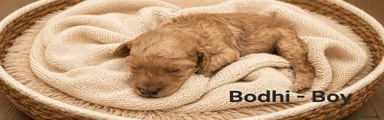 Bodhi