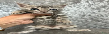Bengal 6