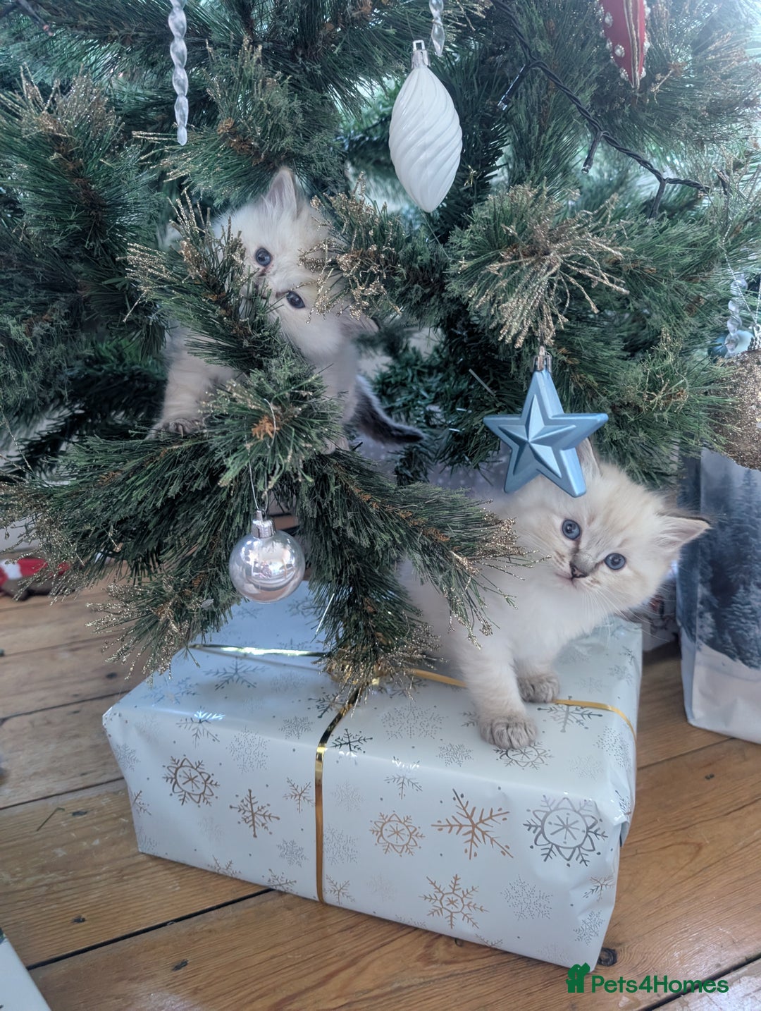 Ragdoll cats for sale:  🐾 Beautiful Ragdoll Kittens Available 🐾 - Advert 2