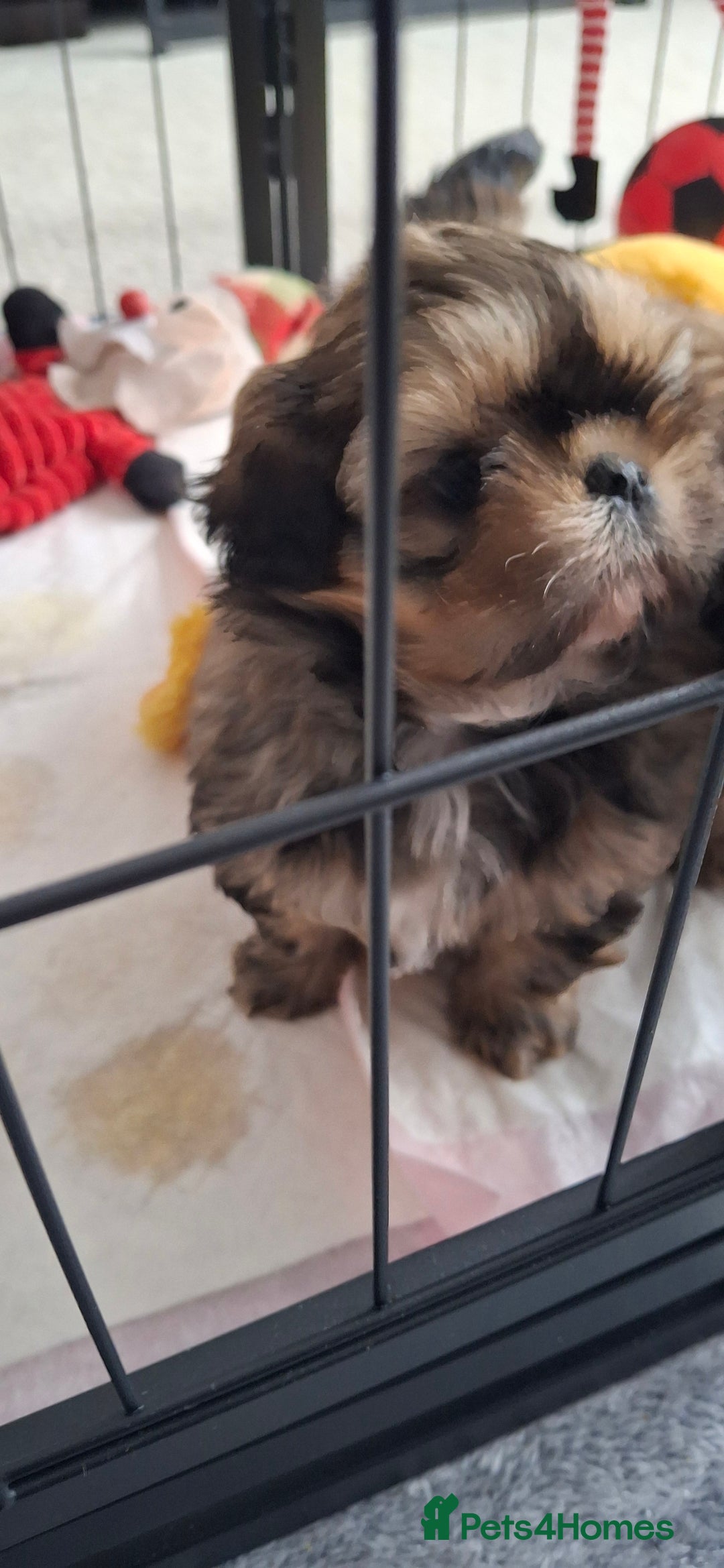 Shih Tzu dogs for sale: Full bred shih tzu 2 boys - Advert 11