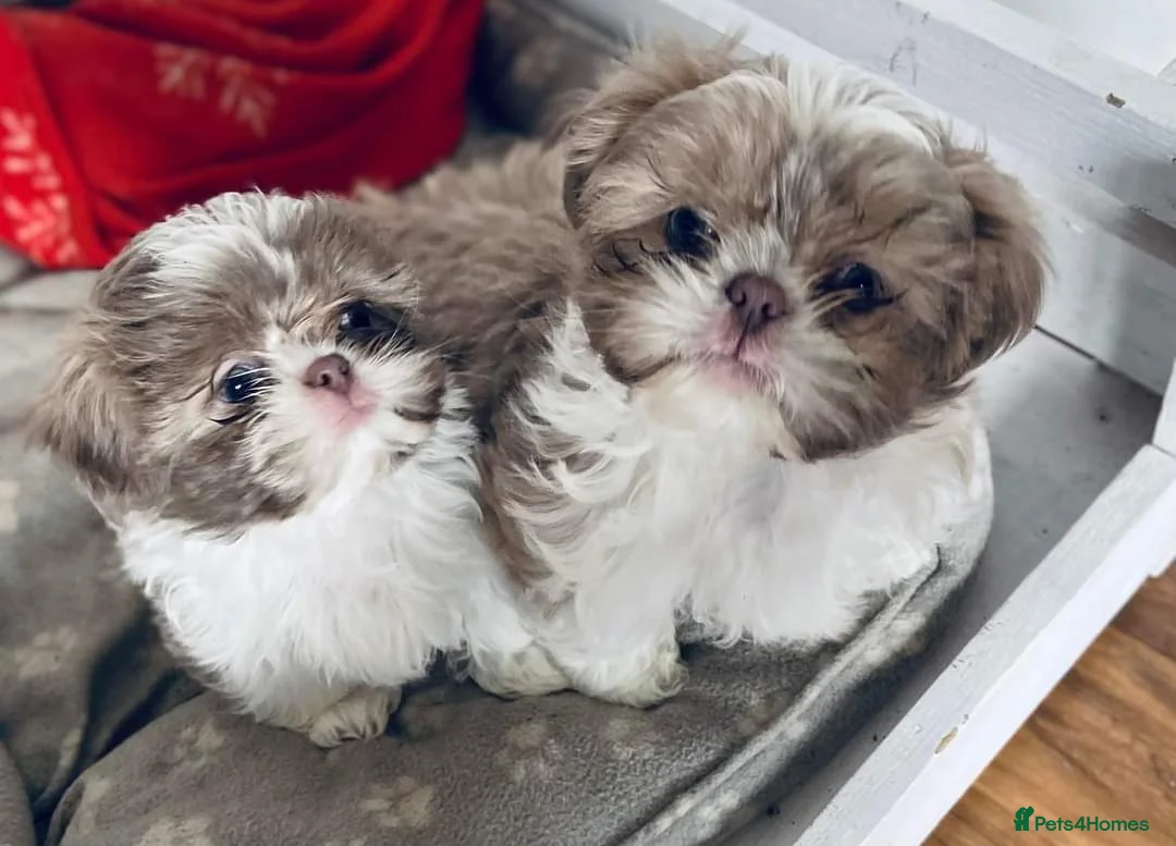 Shih Tzu dogs for stud: LAVENDER Tiniest lavender stud in Wales  in Cardiff - Advert 16