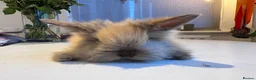 Mini Lion Lop rabbits for sale: £25 Mini lop lion mane long haired - Advert 2