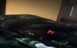 British Shorthair cats for sale: Year old girl looking for a new home - Image 3