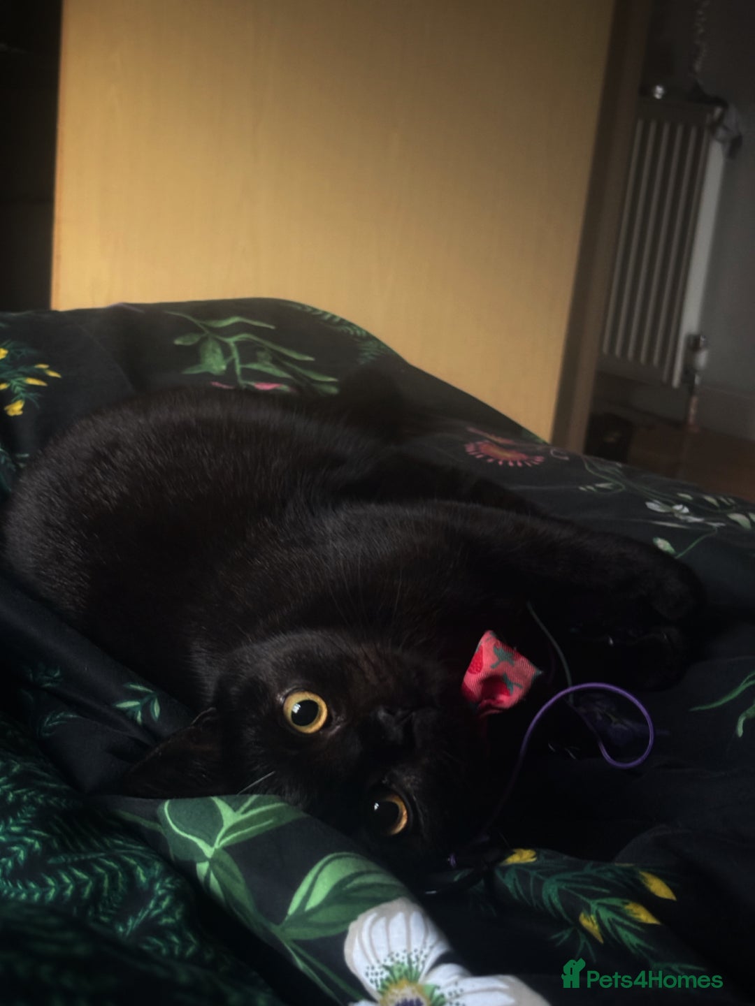 British Shorthair cats for sale: Year old girl looking for a new home - Image 3