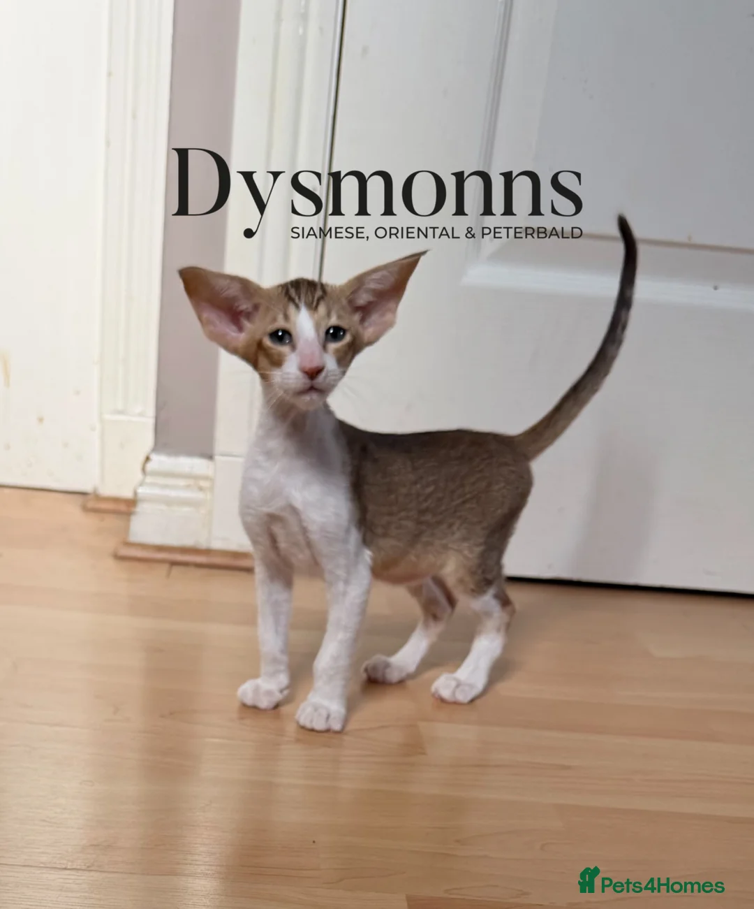 Oriental cats for sale: Osh girl, TICA - Advert 1