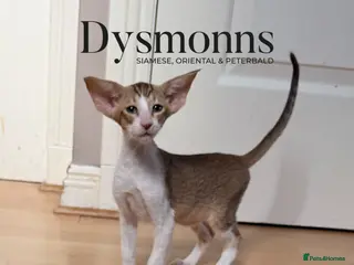 Oriental cats Osh girl, TICA - Advert 1