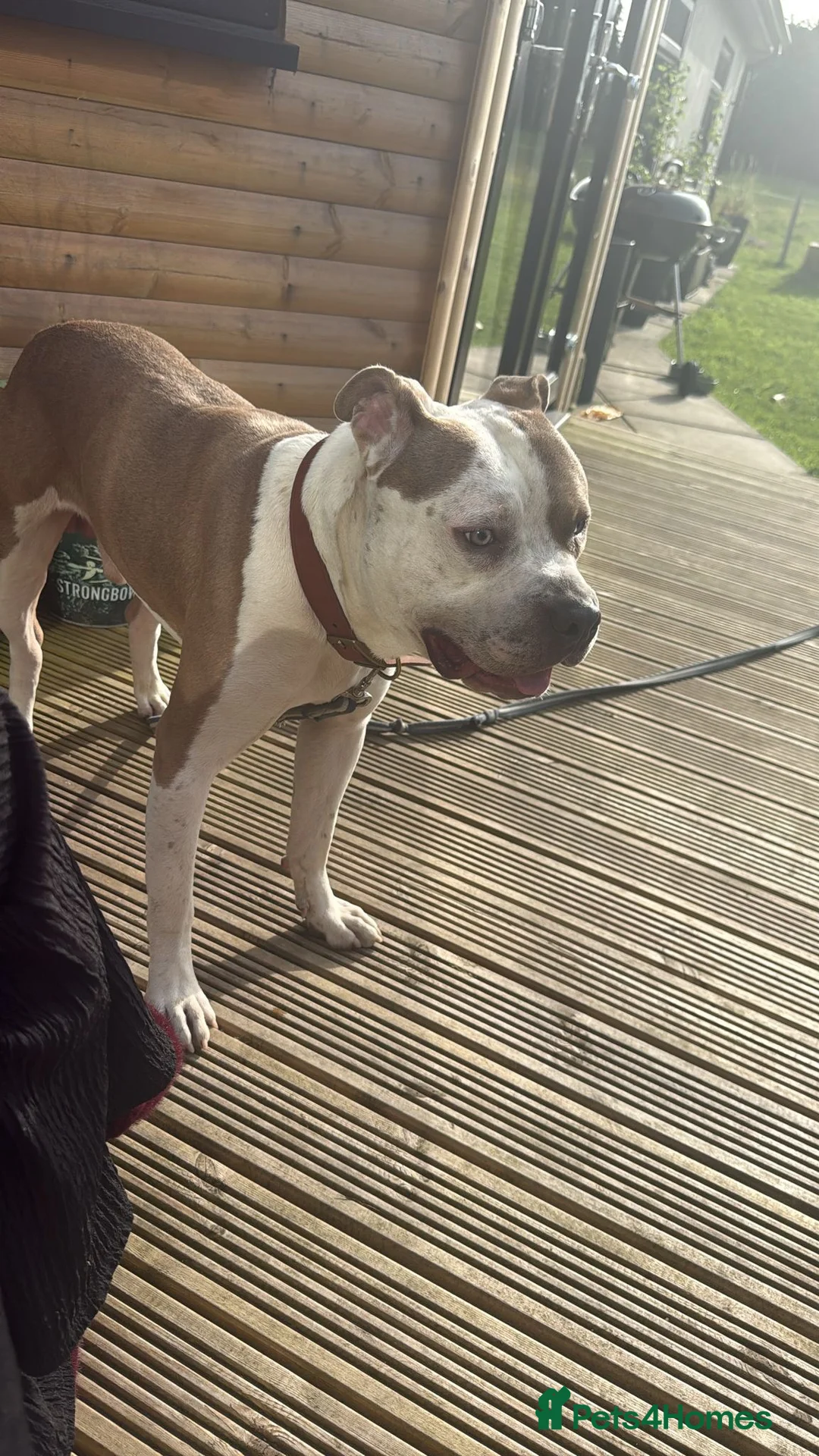 Mixed Breed dogs for sale: Lovely boy patch  in Halifax - Advert 2