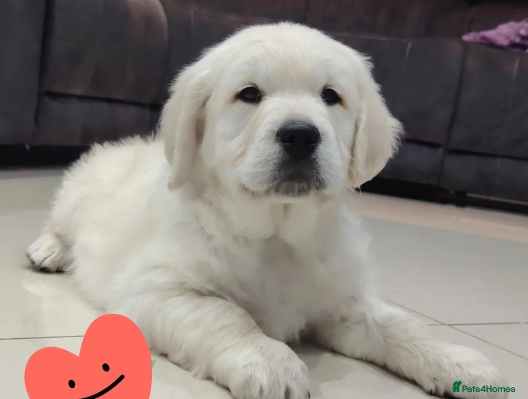 Golden Retriever dogs for sale: GOLDEN RETRIEVER PUPPIES READY NOW in Manchester - Advert 2