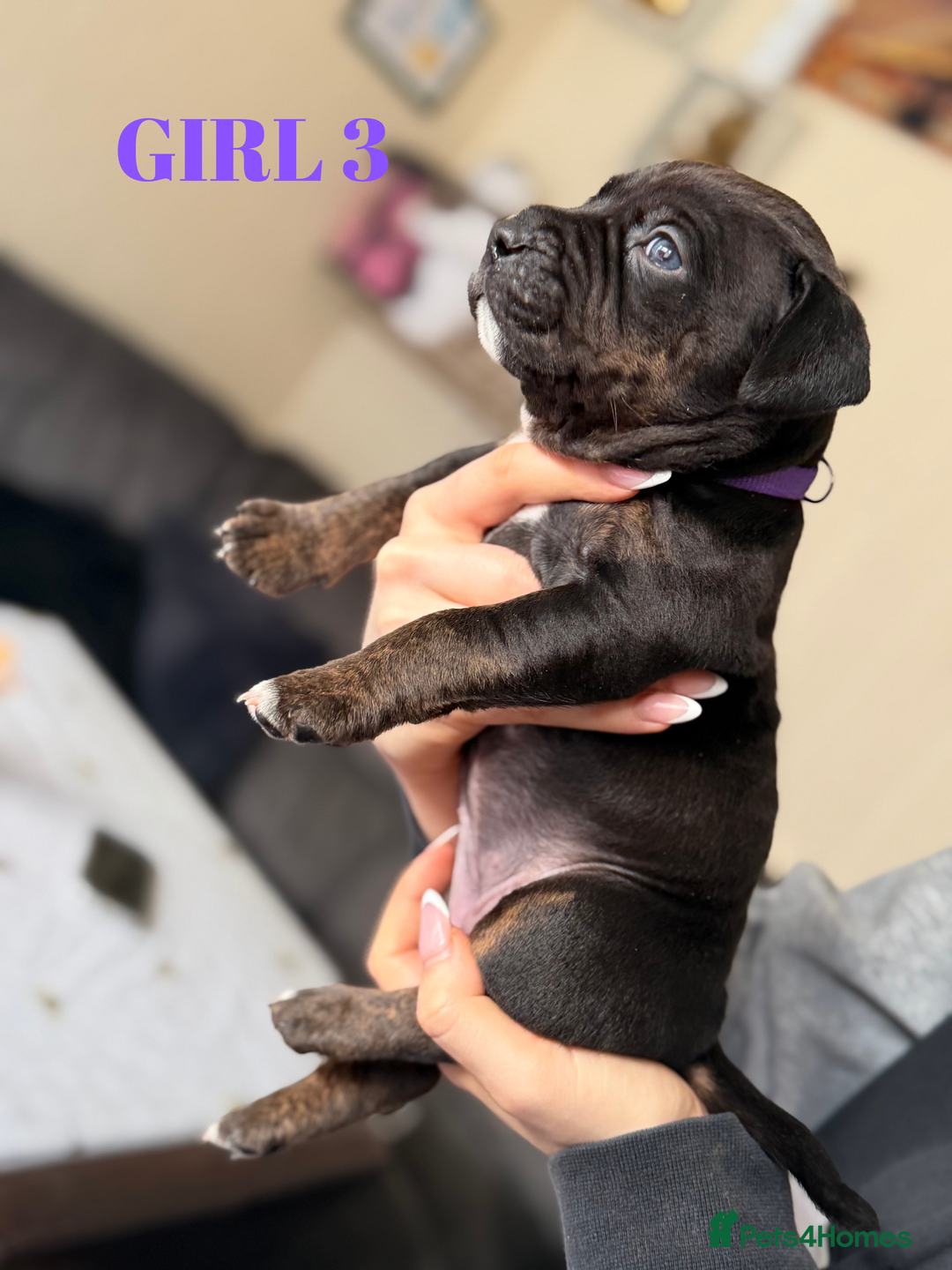 Staffordshire Bull Terrier dogs for sale: Precious Puppies Ready to Join Your Family - Advert 10