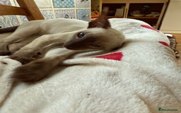 Siamese cats for sale: Female Siamese  - Image 3