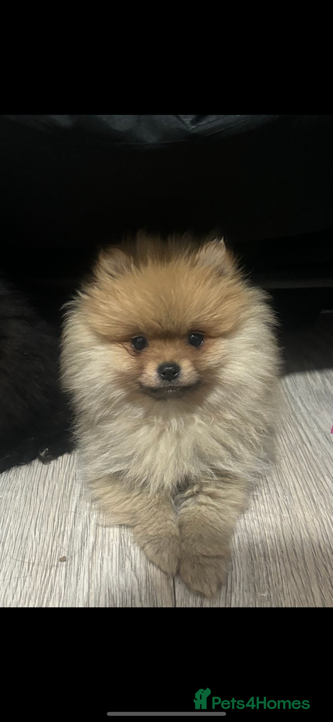 Pomeranian dogs for sale: Cream/tan male teddy pomeranian - Advert 1