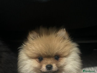Pomeranian dogs Cream/tan male teddy pomeranian - Advert 1