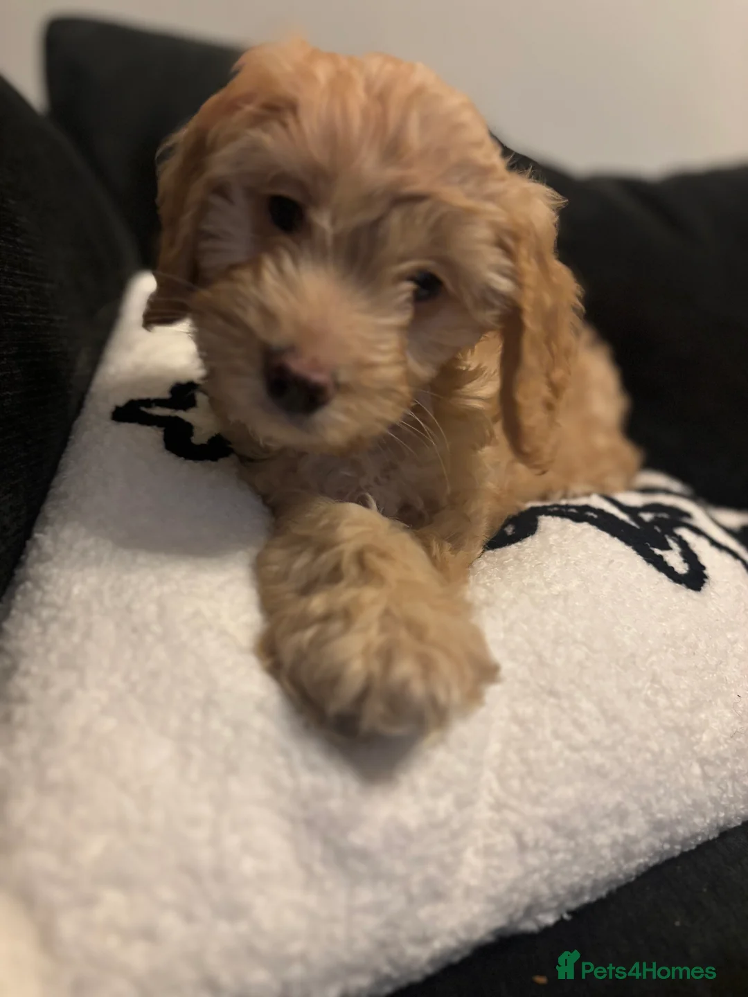 Cockapoo dogs for sale: F1 Golden Cockapoo  - Advert 3