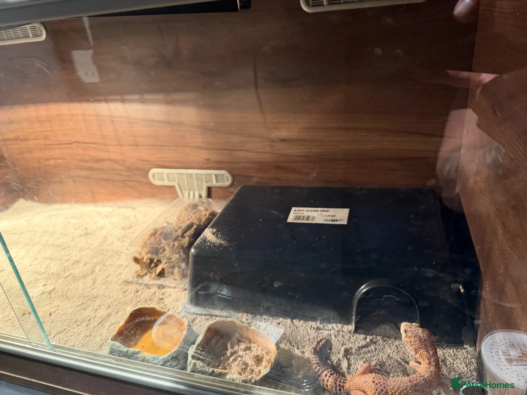 Leopard Gecko reptiles for sale: Leopard gecko with vivarium FREE - Advert 2