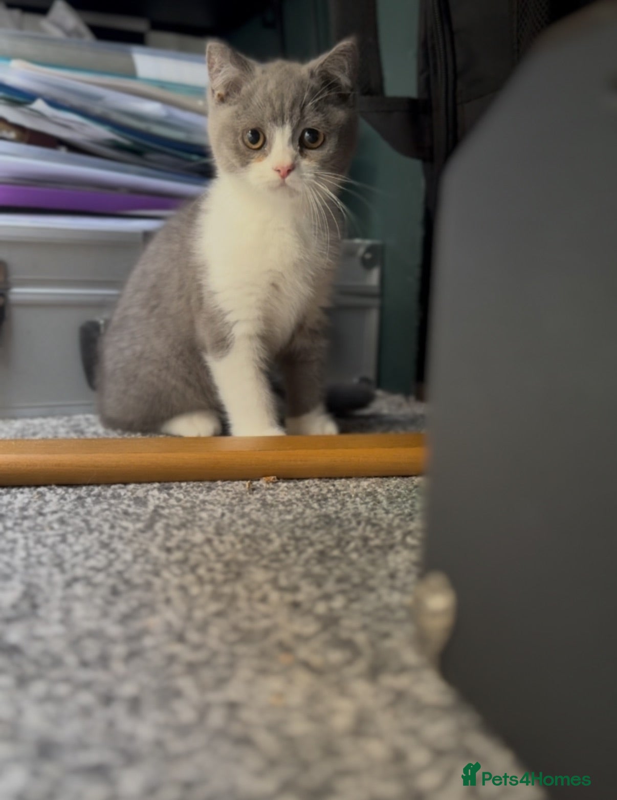 British Shorthair cats BSH kittens tica reg fulL VAX chipped READY NOW  - Advert 18
