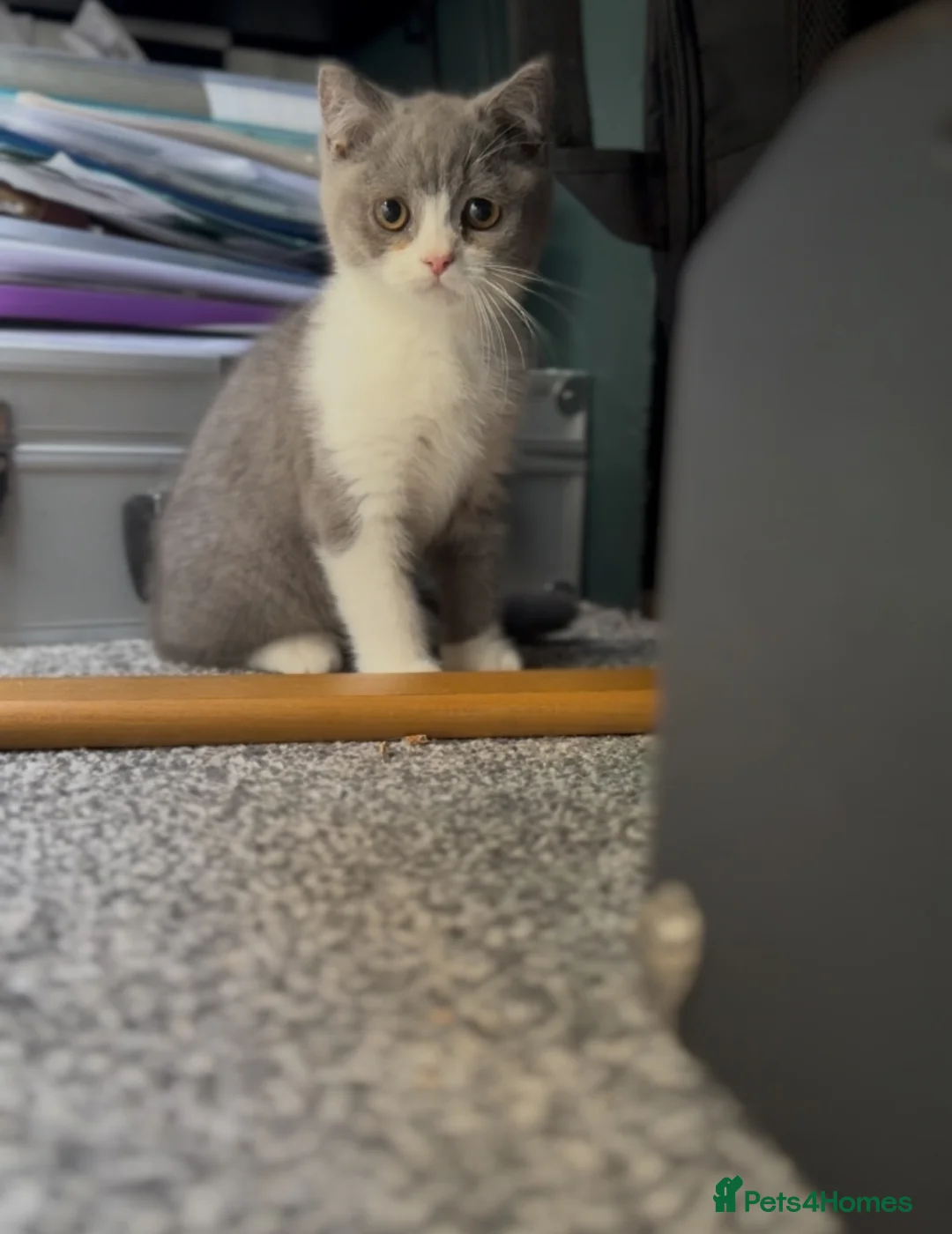 British Shorthair cats for sale: BSH kittens tica reg fulL VAX chipped READY NOW  - Advert 2